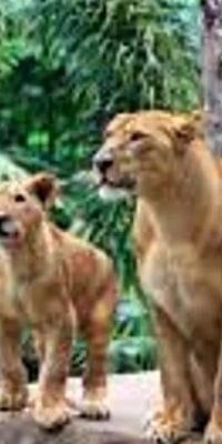 Bali Zoo Ticket